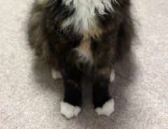 猫の写真