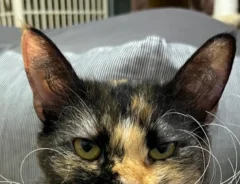 猫の写真