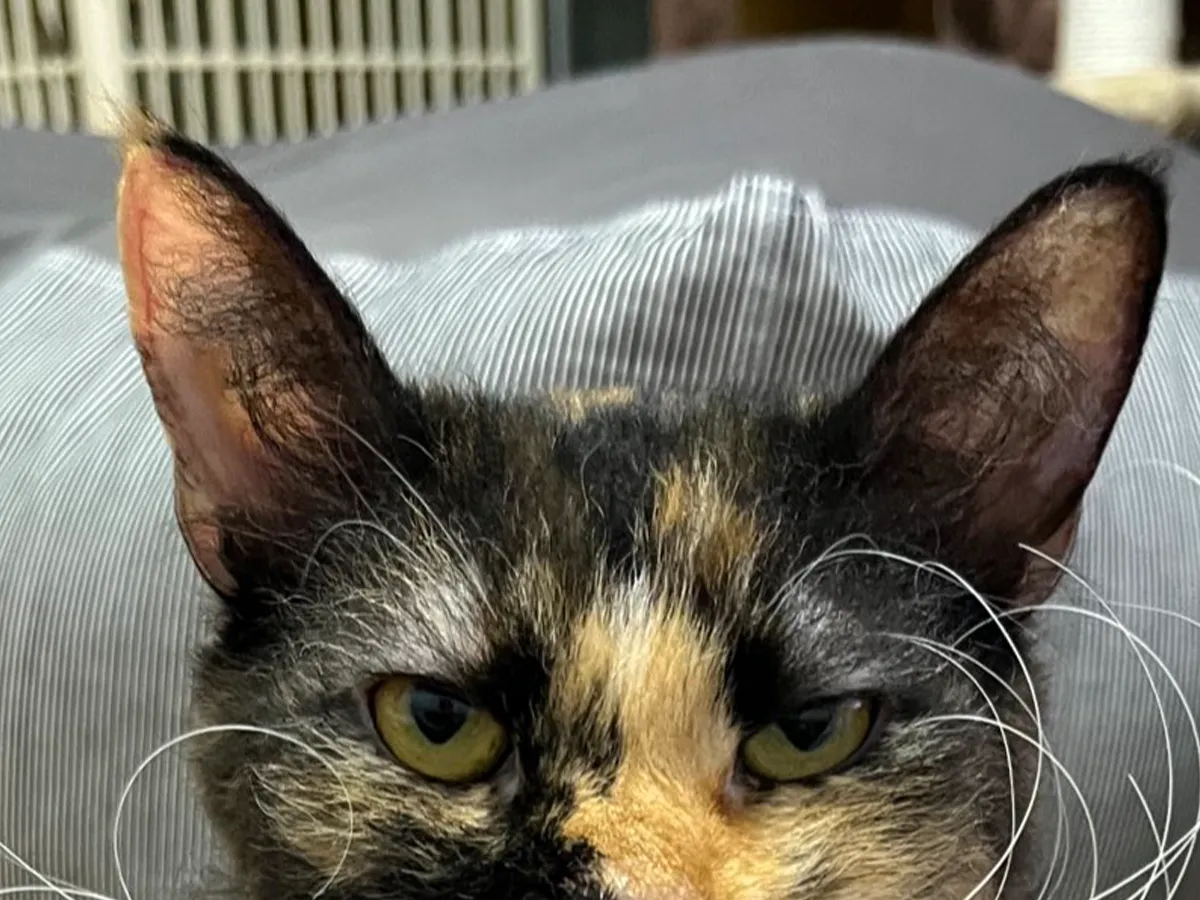 猫の写真