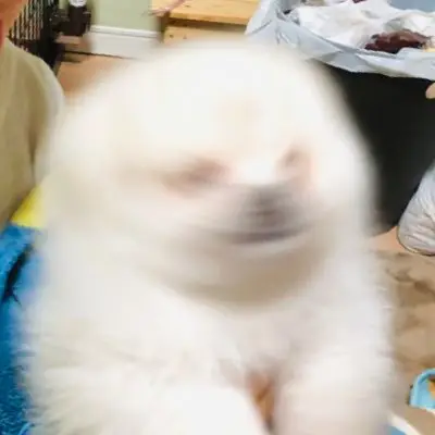 ちくわの写真