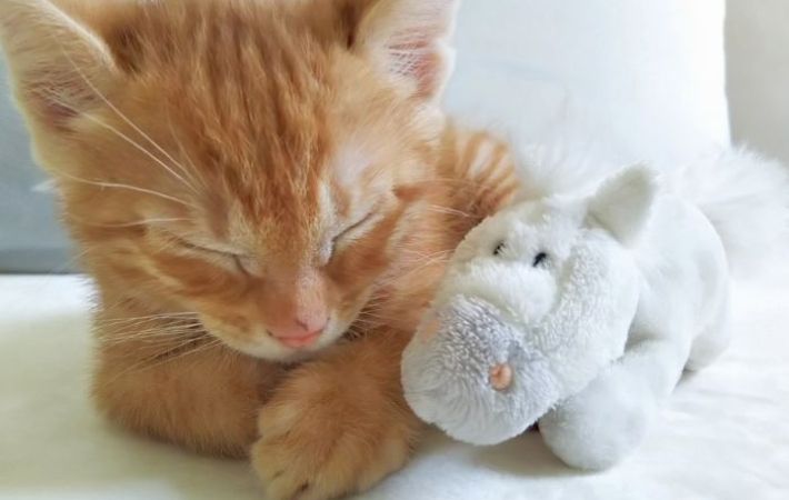 猫とぬいぐるみ