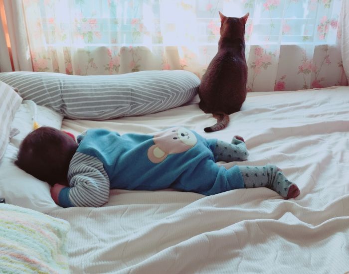 赤ちゃんと猫