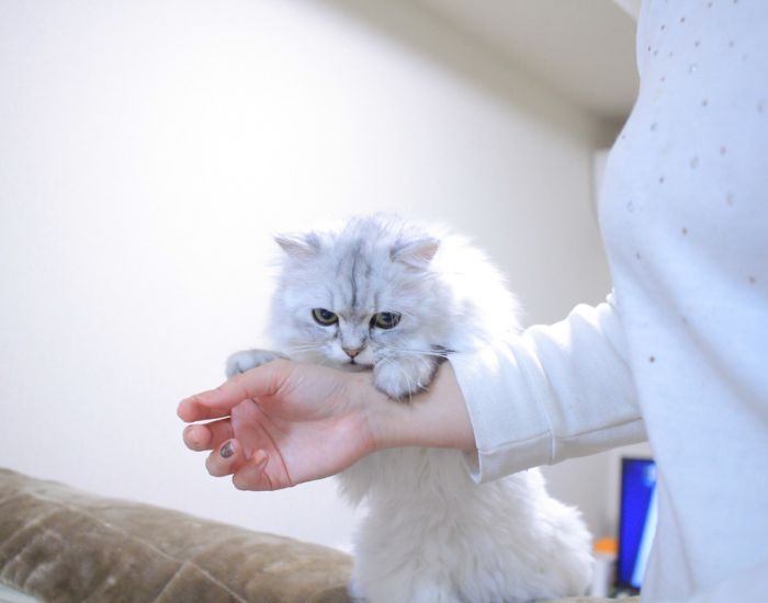 甘える猫