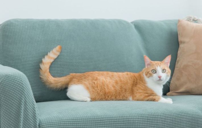 ソファに横たわる猫