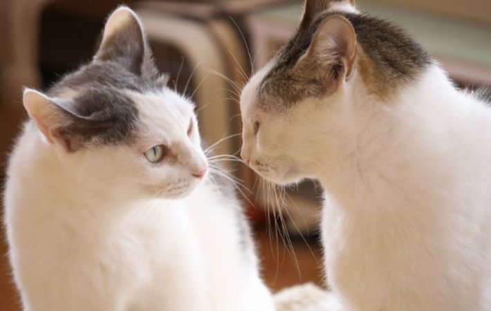 にらみ合う猫