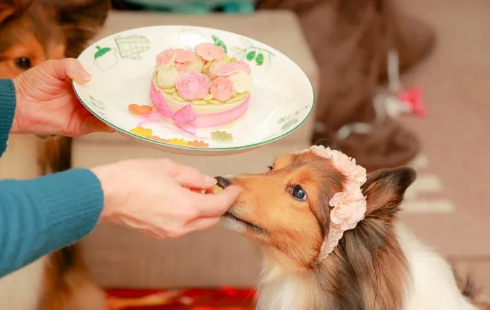 誕生日の犬