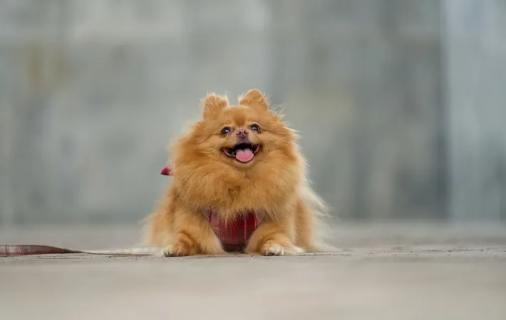 散歩中の犬
