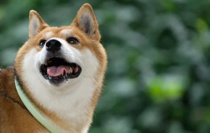 散歩中の柴犬