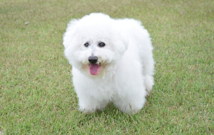 白い犬