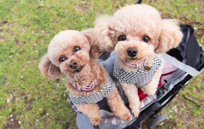 2匹の犬
