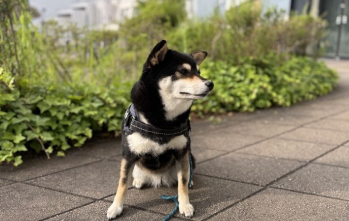散歩中の黒柴