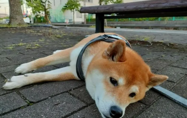 道路に寝転ぶ犬