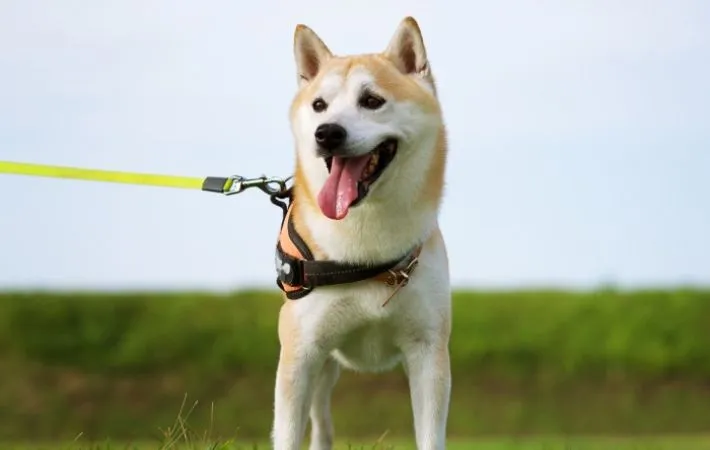 散歩中の犬