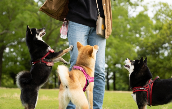 3匹の柴犬