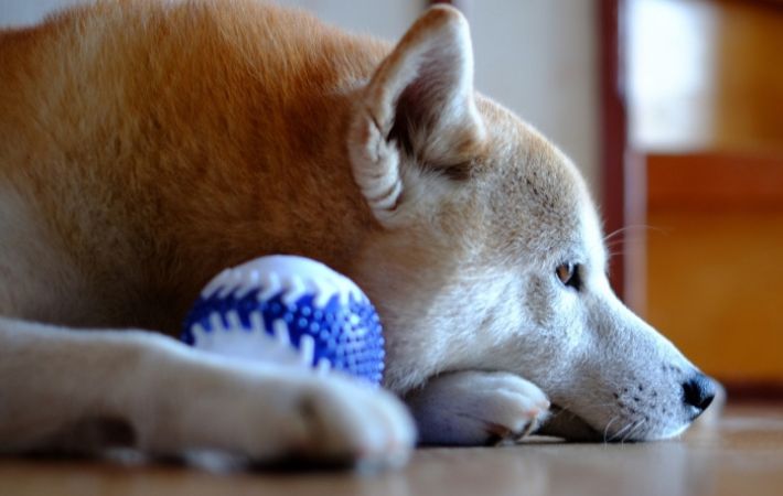ボールを抱えてふせをしている犬