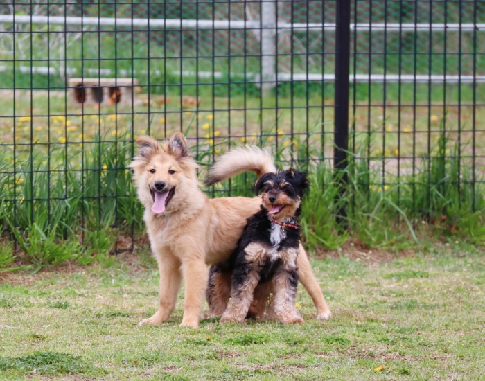 ドッグランで遊ぶ犬2匹