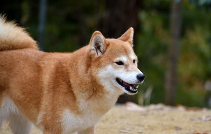 散歩中の柴犬