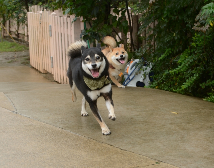 走る2匹の柴犬