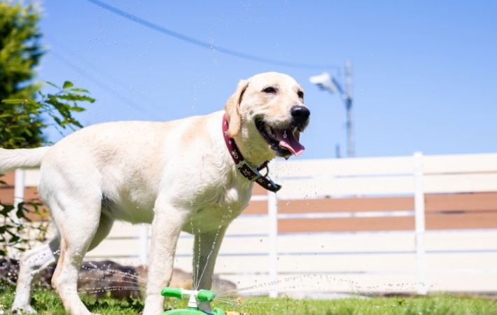 散歩中の犬