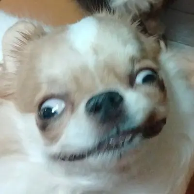 えちごやとちわわの写真