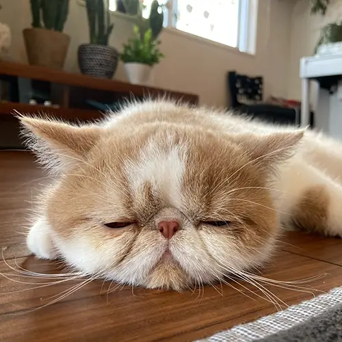 エキゾのきなこさんと猫家族の写真