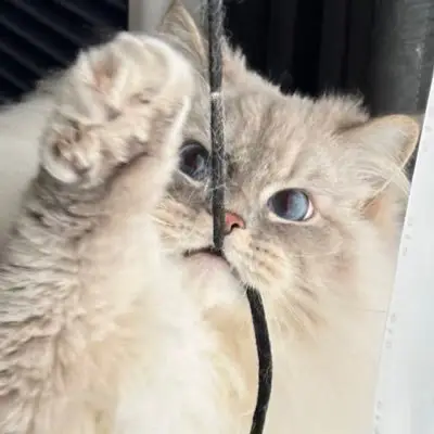 いれぶんの写真