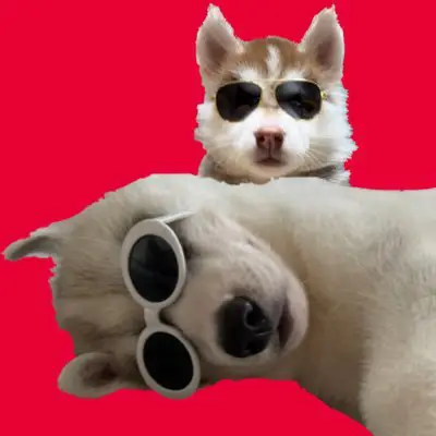 ふくまる＋ぶな＝の写真