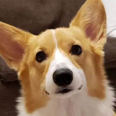 こまちの写真
