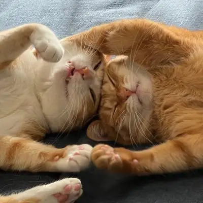 クウとカイの写真