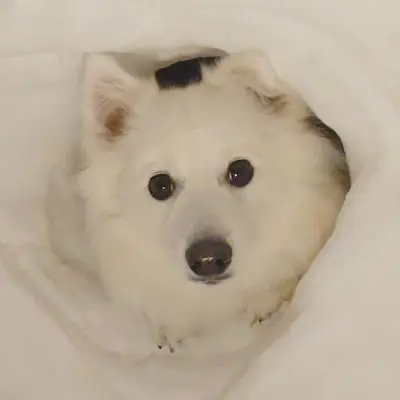 くーさんママの写真