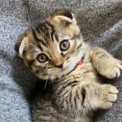まつたけの写真