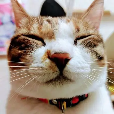 nyaokoの写真