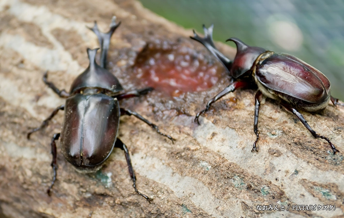 野生のカブトムシは何を食べている？