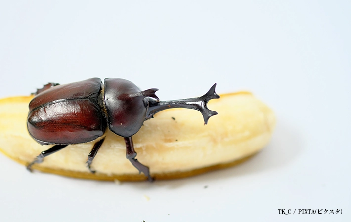 カブトムシの餌として代用できる代表的な食材