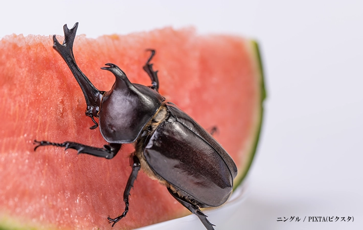 カブトムシの餌として代用しないほうがいい食べ物
