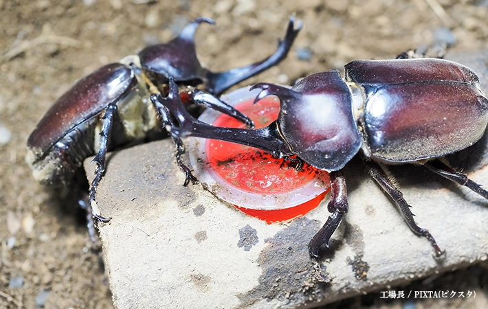 カブトムシの餌を代用する際によくある疑問