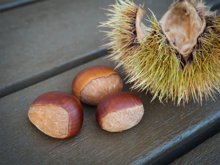 栗が果物に分類されるのはなぜ？旬の味覚を丸ごと楽しむための知識を紹介