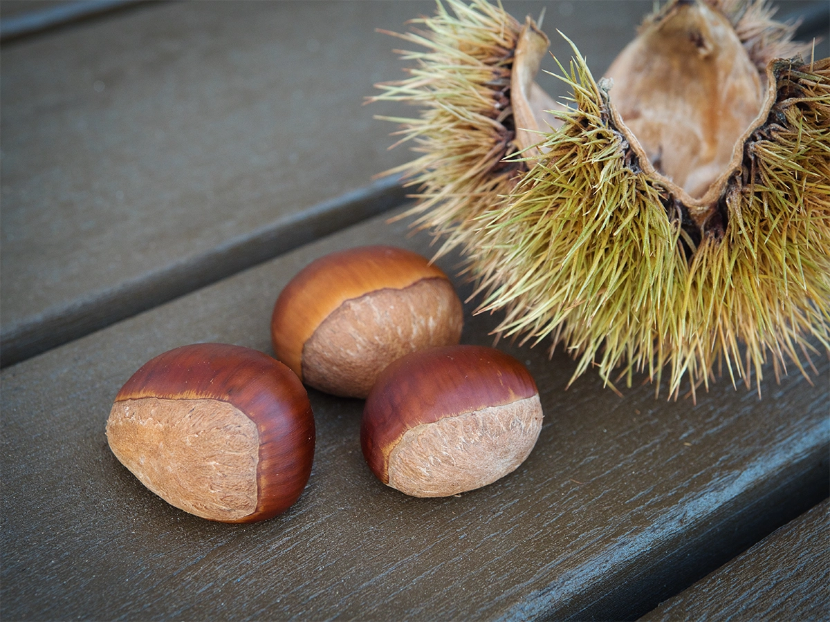 栗が果物に分類されるのはなぜ？旬の味覚を丸ごと楽しむための知識を紹介