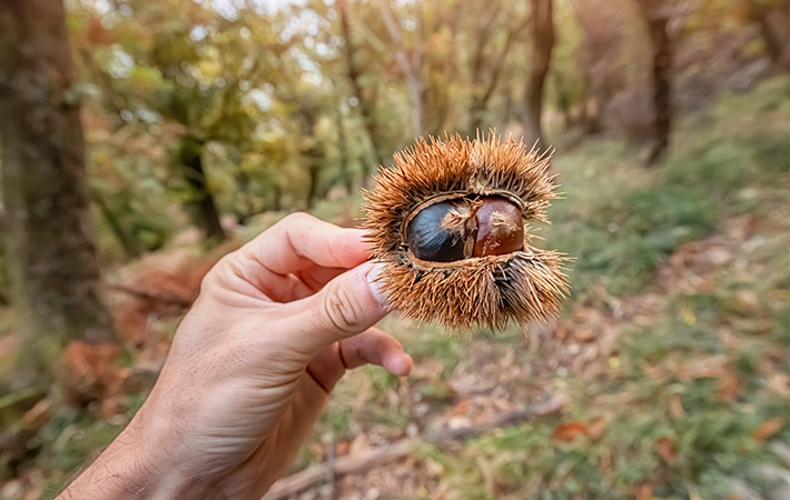 栗の虫食いを見分ける方法