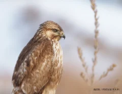 ノスリってどんな鳥？見た目の特徴や似た猛禽類との見分け方をご紹介