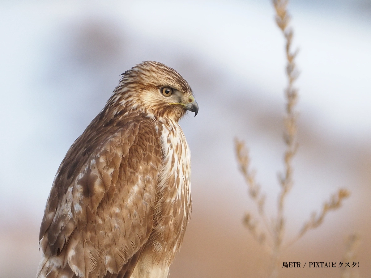 ノスリってどんな鳥？見た目の特徴や似た猛禽類との見分け方をご紹介