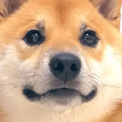 柴犬ふう太の写真