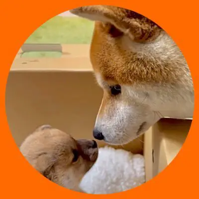シヴァ犬こむぎっすの写真