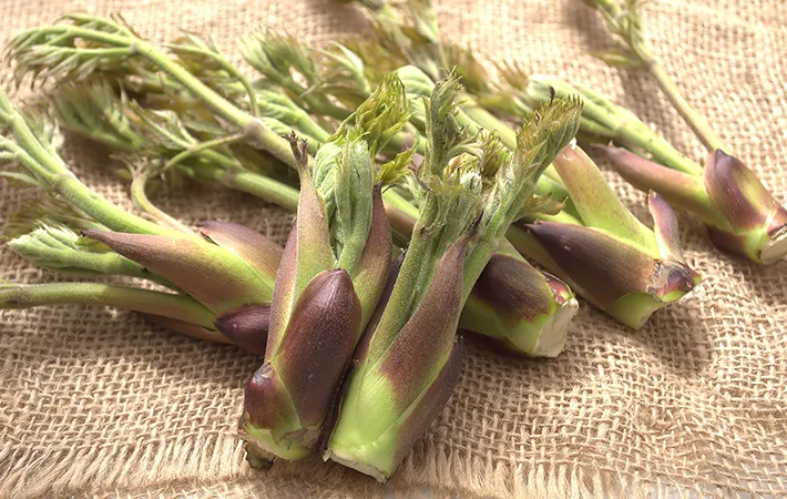 タラの芽は保存前の『下処理』が重要