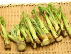 【レシピつき】タラの芽の保存方法を解説｜無駄なくおいしく食べるコツとは？