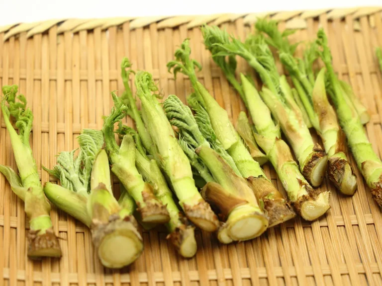 【レシピつき】タラの芽の保存方法を解説|無駄なくおいしく食べるコツとは?