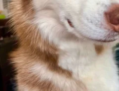 ハスキーの写真