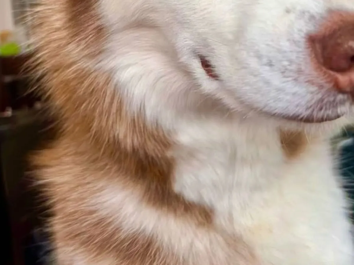ハスキーの写真