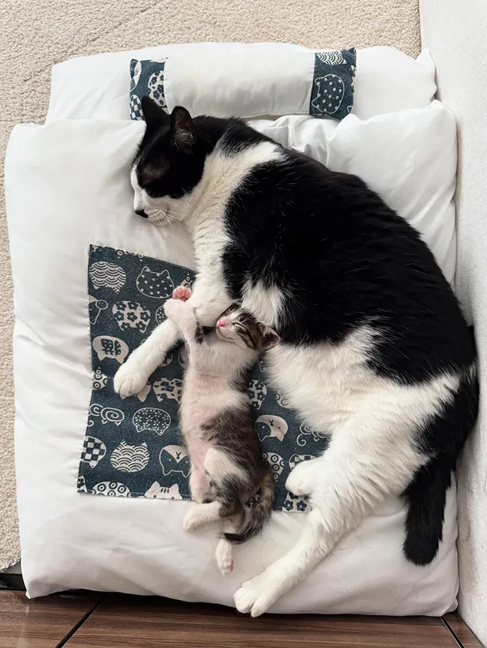 2匹の猫の写真