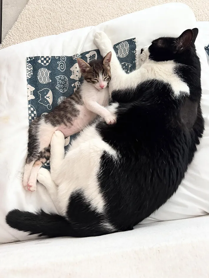 2匹の猫の写真